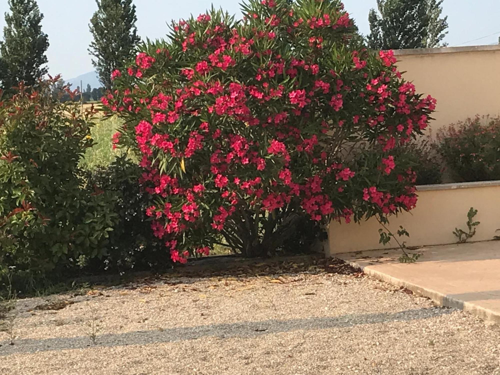 Le Figuier Apartment Tulette Bagian luar foto